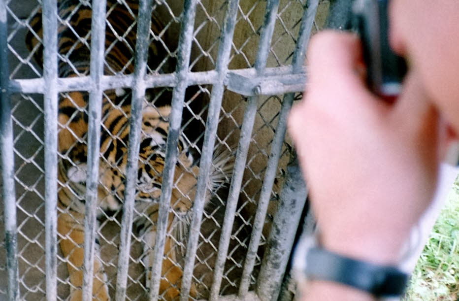 Ein Tiger in einem Lager im Goldenen Dreieck - Die Tigerpopulation in Thailand hat jedes Jahr abgenommen. Es wird geschätzt, dass nur noch etwa 120 Tiger in der Wildnis leben. Die Projektionen sind katastrophaler. Spezialisten argumentieren, dass es nur e