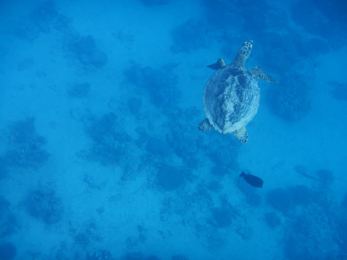 Was ist eine Meeresschildkröte? Meeresschildkröten sind Meeresreptilien, die sich durch einen stromlinienförmigen Panzer, lange Flossen und einen nicht einziehbaren Hals auszeichnen. Wie alle Reptilien haben sie Lungen (also müssen sie zum Atmen auftauche