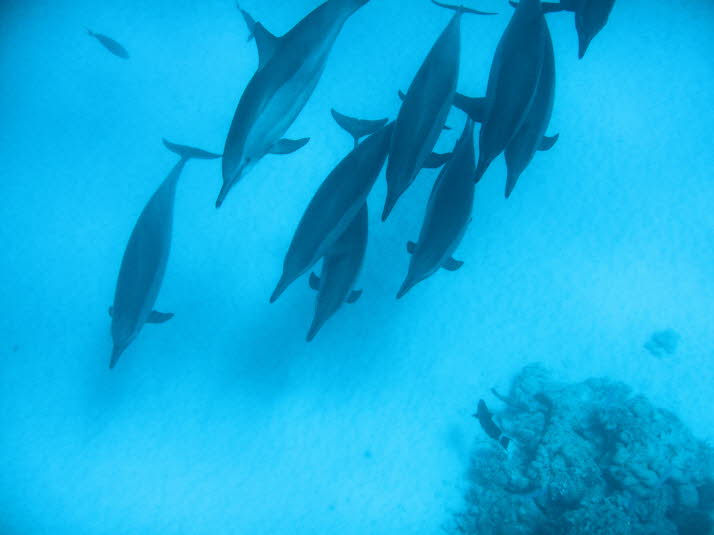 Fakten über Spinner-Delfine: 1. Spinner-Delfine werden bis zu 2,1 m lang und wiegen bis zu 77 kg. 2. Spinner-Delfine können 20 Jahre alt werden. 3. Spinner-Delfine sind dafür bekannt, dass sie ihren Körper in der Luft drehen und bis zu sieben Umdrehungen 