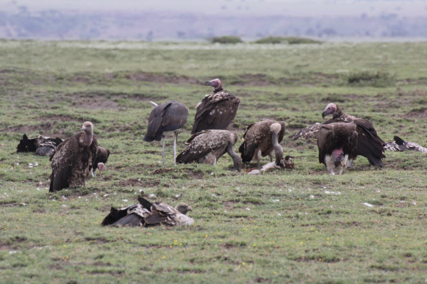 Geier in der Serengeti: Geier ist die Bezeichnung für eine Reihe meist großer bis sehr großer Arten der Greifvögel (Accipitriformes), die meist überwiegend oder ausschließlich Aas fressen. In den Anfängen der zoologischen Systematik waren die damals bekani