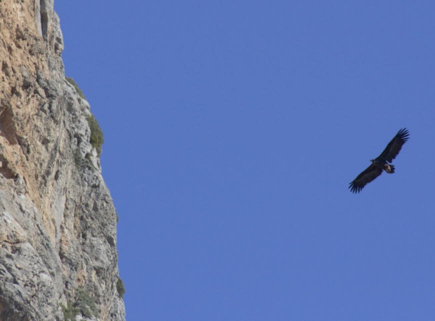 Altweltgeier z. B. Mönchsgeier auf Mallorca: Der Mönchsgeier oder Kuttengeier (Aegypius monachus) ist eine Vogelart, die zu den Altweltgeiern (Aegypiinae) gehört. Er ist über einen Meter lang, damit noch größer als der Gänsegeier (Gyps fulvus) und somit n-