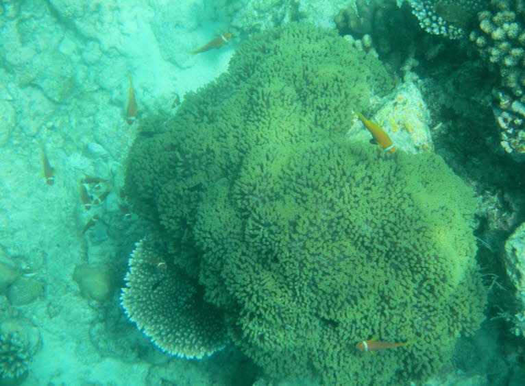 Der Malediven-Anemonenfisch oder Clownfisch:  Verhalten: Der Clownfisch ist tagsüber aktiv. Er ist ein protandrischer Hermaphrodit, was bedeutet, dass alle Fische als Männchen geschlüpft sind und später das Geschlecht in ein Weibchen ändern können. Die Mä