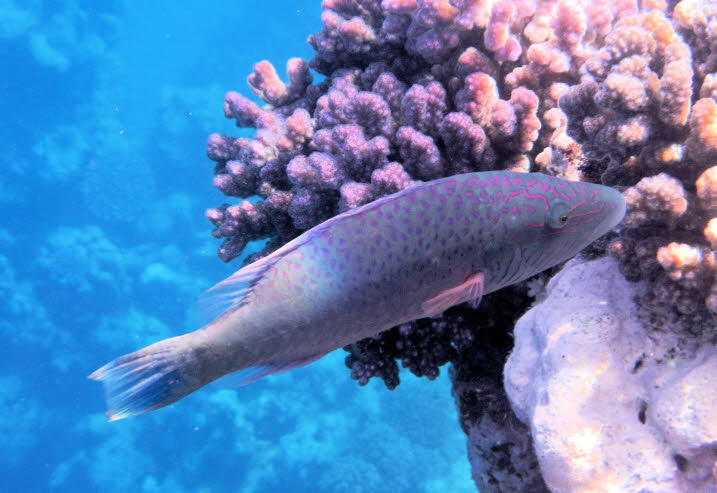 Bicolor parrotfish Zweifarben Papageifisch: Zweifarben Papageifisch: Wie viele andere Lippfische ndert auch der Zweifarben Papageienfisch whrend seines Lebenszyklus Geschlecht und Farbe. Jugendliche sind wei mit einem breiten orangefarbenen Band um den