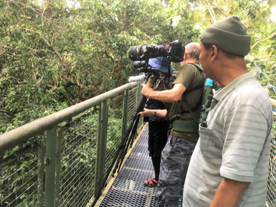 Birder - Das Rainforest Discovery Center (RDC) wird vom Sabah Forestry Department verwaltet und ist eines der beliebtesten Umweltbildungszentren (EE) in Sabah. Ein unberührter Tiefland- und Mangrovenwald mit 300 Vogelarten sind in der Gegend nachweisbar. 
ì