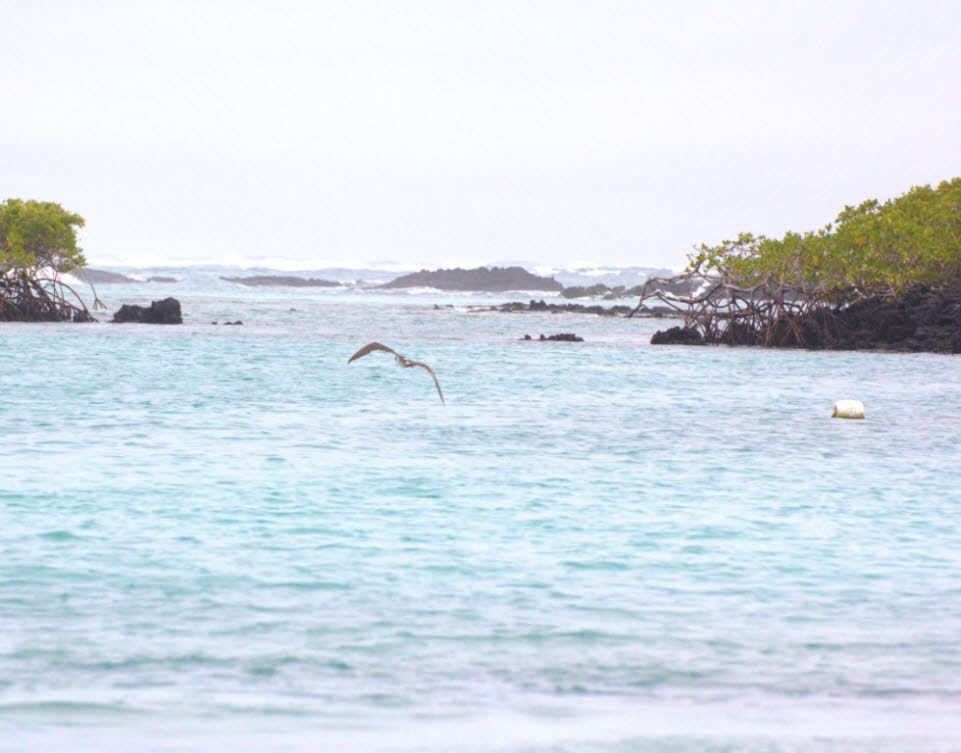 Bestand: Die Sorge vor einem Rckgang des Bestandes auf den Galapagos-Inseln lste ein Forschungsprojekt in dieser Sache aus. Das Ergebnis des  im April 2014 abgeschlossenen Projektes besttigte den Bestandsrckgang.  Der  Blaufutlpel scheint Probleme b