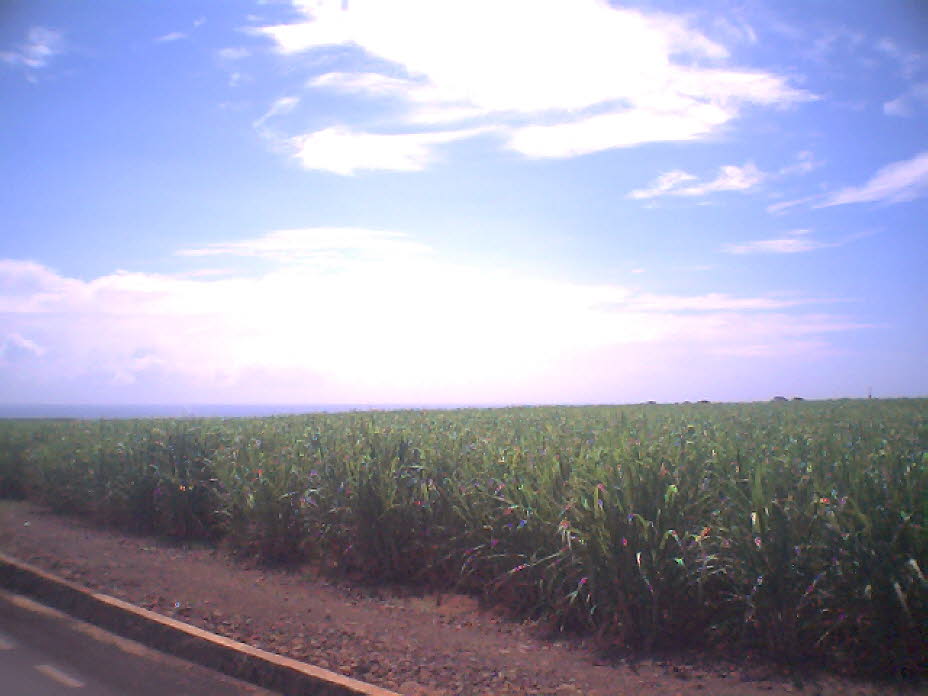 Zuckerrohr: Die Geschichte des Zuckeranbaus in Mauritius ist über 300 Jahre alt: Von den ersten Zuckerrohrpflanzungen der Holländer im siebzehnten Jahrhundert bis zum heutigen Zucker, dem berühmten Braunzucker, der durch Konzentration und Kristallisation 
