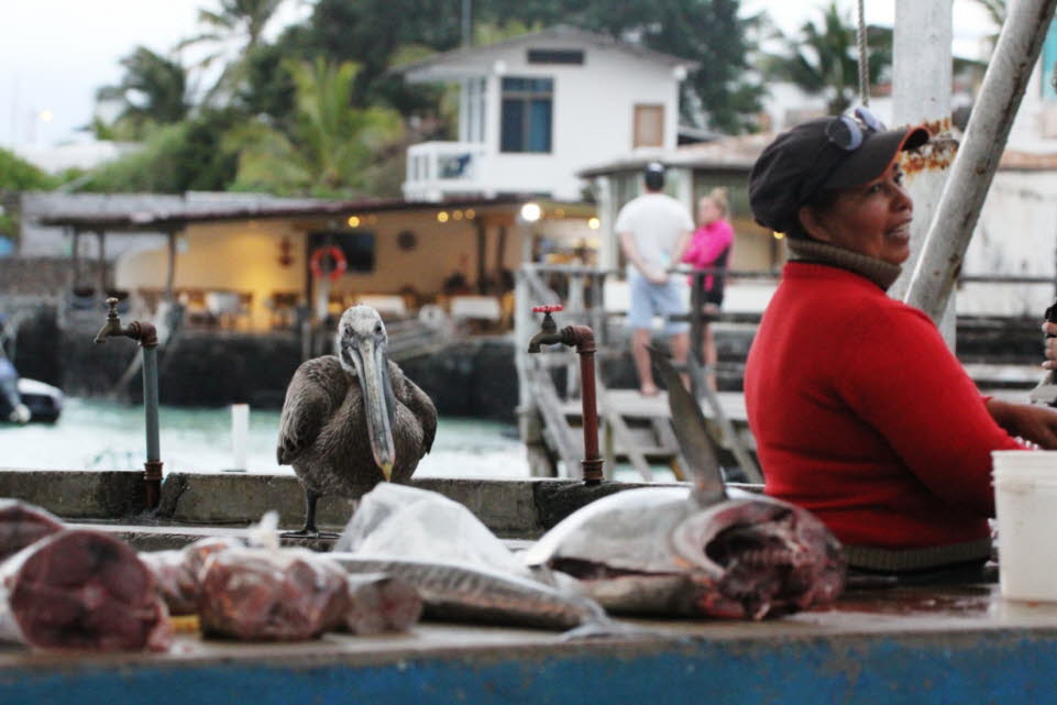 Fischmarkt in Puerto Ayora, Insel Santa Cruz (Galapagos) Der Fischmarkt von Santa Cruz ist ein lebhafter Ort in Puerto Ayora. Ein Spaziergang dorthin ist ein angenehmer und amsanter Spaziergang entlang der Bucht in Puerto Ayora. Jeder wird sicher festste