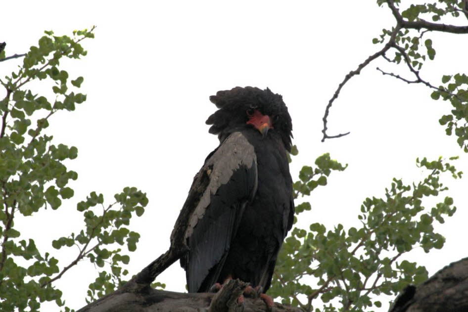 Das Verbreitungsgebiet dieser farbenprchtigsten Adler reicht bis in den Norden und Nordosten Sdafrikas. Auerhalb von Schutzgebieten kommen sie nur noch selten vor und werden im Roten Datenbuch als gefhrdet eingestuft. Sie jagen hauptschlich Sugeti