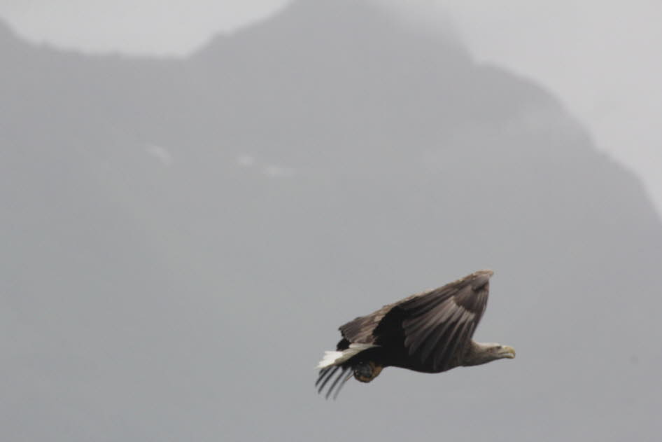 Der Seeadler ist Norwegens grter Greifvogel. Mit einem markanten weien Schwanz und einer Flgelspannweite von bis zu 2,4 Metern scheinen diese majesttischen Vgel unantastbar zu sein, wenn sie hoch in den Himmel gleiten oder auf steilen Bergwnden sit