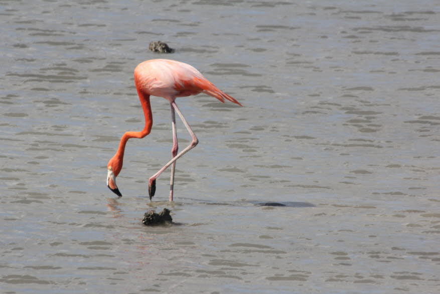 Sint Michielsbaai: Versteckt hinter der zerklüfteten Kunuku-Landschaft bei Bullenbaai liegen die Salzpfannen von Sint Michiel. Die ruhige Lage und die reichliche Nahrungsquelle machen Sint Michielsbaai zu einem beliebten Ort unter den Flamingos von Curaça