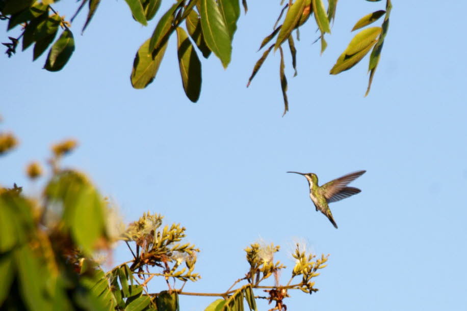 Kolibris in Belize: Kolibris kommen nur in Südamerika und  Nordamerika und in der Karibik vor. Sie leben in Halbwüsten, in den Waldgebieten am Amazonas und in gemäßigten Zonen in den Laubwäldern Chiles. Von den über 300 Arten sind fast 130 in Äquatornähe 