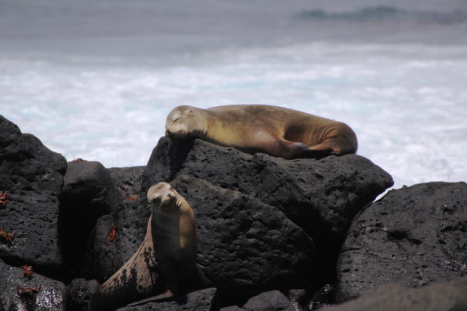 Seelwen auf der Insel Nord Seymour Galapagos: Seymour Norte ist eine der Galpagos-Inseln. Die etwa zwei Quadratkilometer groe Insel befindet sich 1,5 km nrdlich der Insel Baltra, welche sinngem auch Seymour Sur genannt wird, und ist von dieser durch