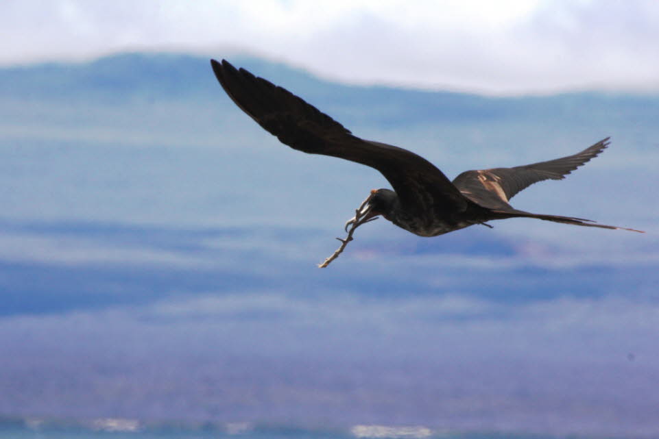 Fregattvogel auf der Insel Nord Seymour: Auch Eier und Jungvgel anderer Seevgel werden meistens aus der Luft erbeutet. Nur selten landet ein Fregattvogel, um sie zu fressen. Zu den bevorzugten Opfern dieser Jagd gehren Tlpel, Seeschwalben, Sturmschwal