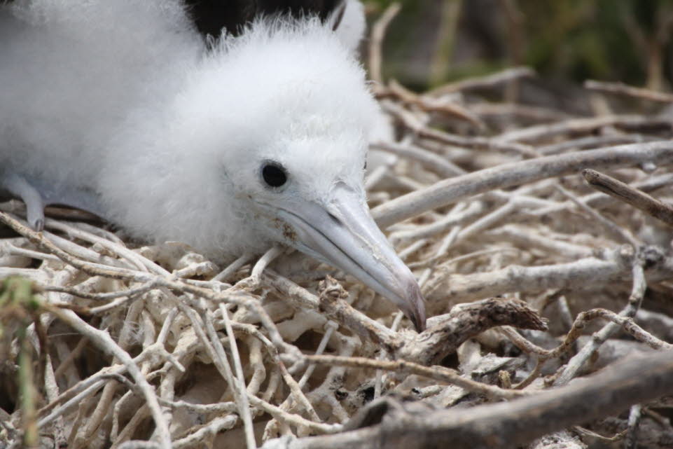 Fregattvogel-Nestling auf der Insel Nord Seymour: Jagd: In Nauru (Nauru, auch Ripubrikin Naoero, ist ein Inselstaat im Pazifischen Ozean mit etwa 10.000 Einwohnern. Nauru ist nach Flche der drittkleinste und nach Einwohnerzahl der zweit- oder drittkleins