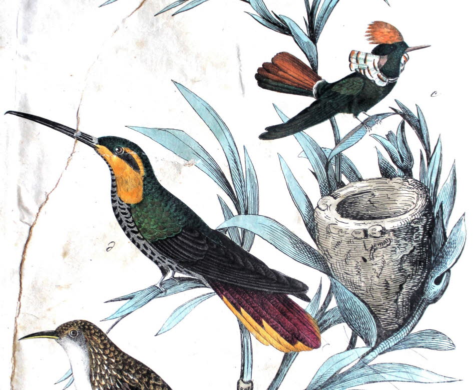 Kolibri in der Naturgeschichte der Vögel: Johann Friedrich Naumann, Kolibris, Radierung, 1840 