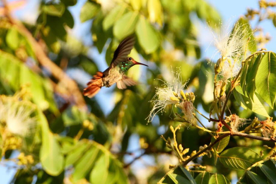 Die Schnäbel der Kolibri-Arten unterscheiden sich  – oft gattungstypisch – in Größe und Form. Beim Schwertschnabelkolibri (Ensifera ensifera) z. B. ist der Schnabel mit fast 10 cm fast so lang wie der ganze übrige Körper. Der Kleinschnabel-Kolibri (Rampho