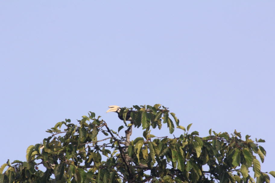 Orienthornvogel Der Orienthornvogel -Die beiden größten Hornvögel, der Nashornhornvogel und der behelmte Hornvogel, sind rückläufig, da sie von der Entfernung ihrer großen Nistbäume betroffen sind. Sie werden auch für ihr Fleisch und für ihre Schwanzfeder
ì