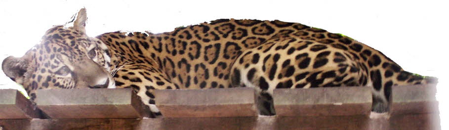 Der Jaguar ist die einzige in Brasilien vorkommende Art der Großkatzen.  In der Tupi-Sprache bedeutet yaguar „der Räuber, der seine Beute mit einem einzigen Sprung erlegt“. In den 1960er Jahren wurde der Jaguar besonders stark bejagt und man vermutet, das¥