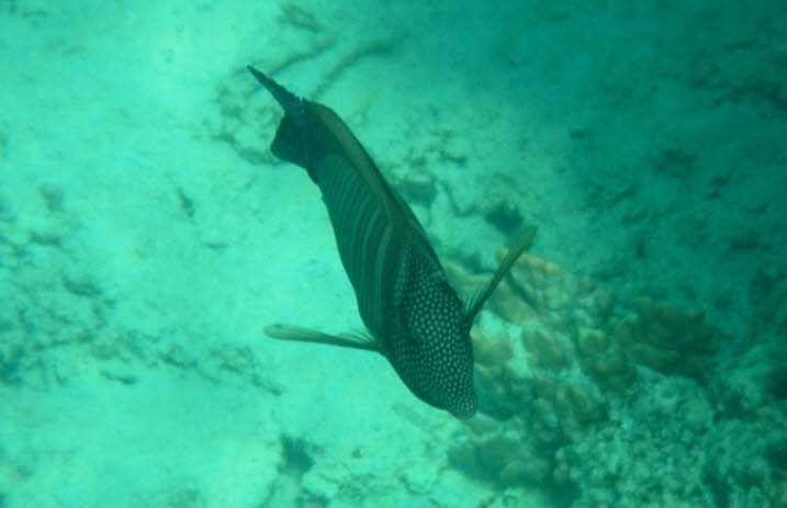 Pfauenzackenbarsch: Pfauen-Zackenbarsch Cephalopholis argus: Dieser Pfauen-Zackenbarsch  kommt an Korallenriffen in einem Tiefenbereich von 1-40 m vor, typischerweise weniger als 10 m. Die Art ist territorial und unterteilt ihren Lebensraum in groe (bis 
