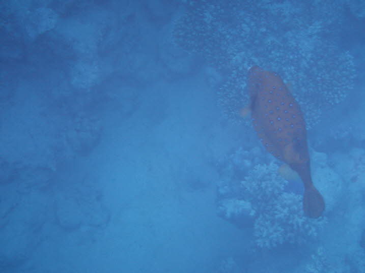 Der wei gefleckte Kugelfisch oder Kugelfisch Arothron hispidus ist ein hufiger Anblick an den Riffen in Ostafrika und wird hufig gesehen, wie er um die Riffkanten herumschwimmt. Sie sind auch als Sternenbanner-Kugelfisch und Hispid-Kugelfisch bekannt. 