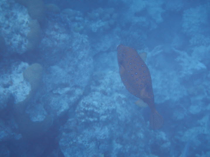 Weiflecken-Kugelfisch (Arothron hispidus): DIT Sie nutzen ihre beeindruckend aussehenden Zhne, um sich von benthischen Wirbellosen, Schwmmen, Algen, Manteltieren, Rhrenwrmern, Zoanthiden, Krebstieren und einigen Korallen zu ernhren. Sie haben vier 