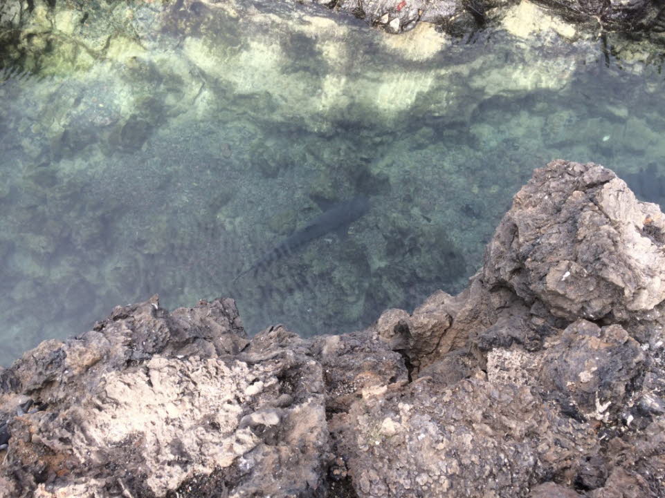 Weispitzenhaie im Ruhekanal vor Isabela Island
