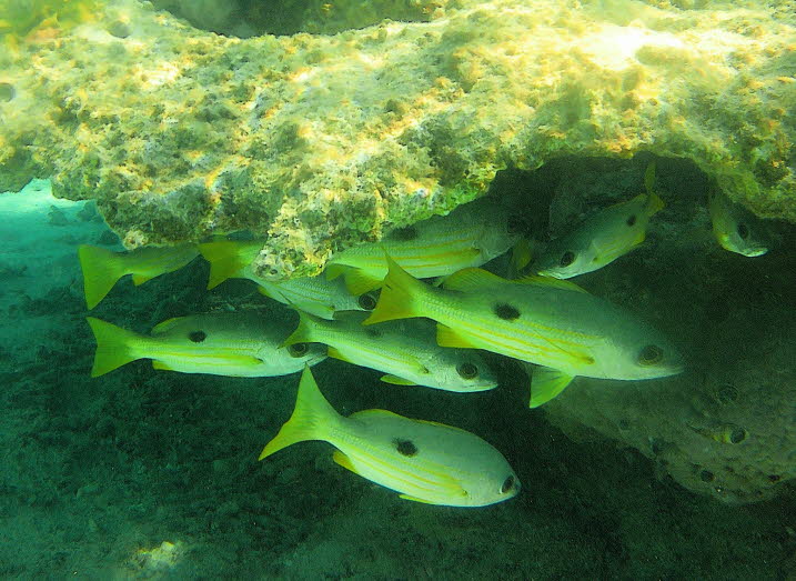 Yellowfin goatfish, Red Sea, Egypt Gelbflossen Meerbarben: Dieser Goatfish wird normalerweise in der Lagune, an Pssen und am ueren Hang in Schulen gefunden, die manchmal Hunderte von Individuen gro sind. Es ist kein sehr aktiver Fisch, er frisst klein