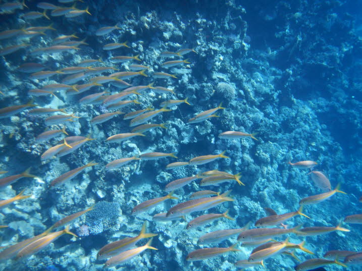 Yellowfin goatfish, Red Sea, Egypt Gelbflossen Meerbarben 