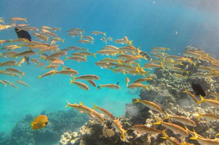 Yellowfin goatfish, Red Sea, Egypt Gelbflossen Meerbarben