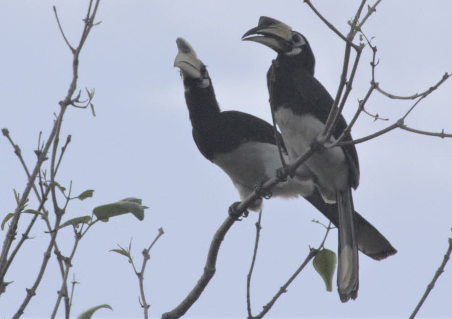 0rienthornvogel Der Orienthornvogel ist ein großer Vogel (ca. 70 cm) mit schwarz-weißem Gefieder. Das Markenzeichen des Nashornvogels ist sein großer, langer Schnabel. Der Schnabel ist jedoch nicht so schwer, wie es scheint. Es besteht nicht aus festem Kn
"
