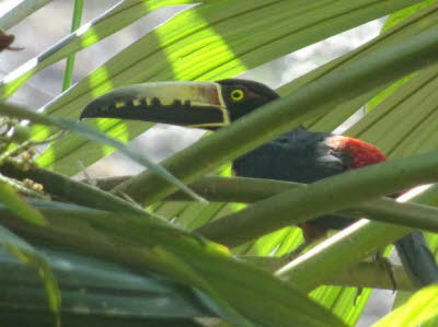 Tikal Der Schwarzkopftukan hat einen schwarzen Kopf. Die Unterteile und der obere Rücken sind grau. Der Rest des Rückens und der Flügel sind bronze mit einem dunklen Schwanz.  Der untere Rumpf ist grün. Die Unterschwanz-Abdeckungen sind rot. Der Schnabel †