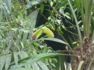 Tikal Fischertukan oder Regenbogentukan: Der Fischertukan (Ramphastos sulfuratus), auch Regenbogentukan genannt, ist eine im tropischen Mittel- und Südamerika lebende Vogelart aus der Familie der Tukane. Es werden zwei Unterarten unterschieden. Der Fischeþ