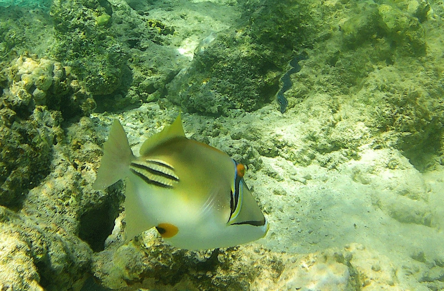 Rotmeer-Picassodrckerfisch 