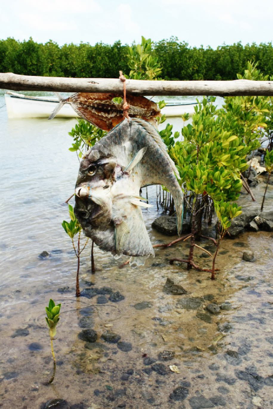 Rodriguez Indischer Ozean Fischtrocknung