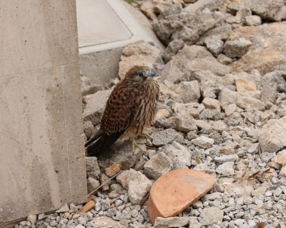 Mallorca Steinkauz: Die kleine Eule (Athene noctua), auch bekannt als die Eule von Athene oder Eule von Minerva, ist ein Vogel, der einen Großteil der gemäßigten und wärmeren Teile Europas bewohnt, den paläarktischen Osten nach Korea und Nordafrika. Es wu