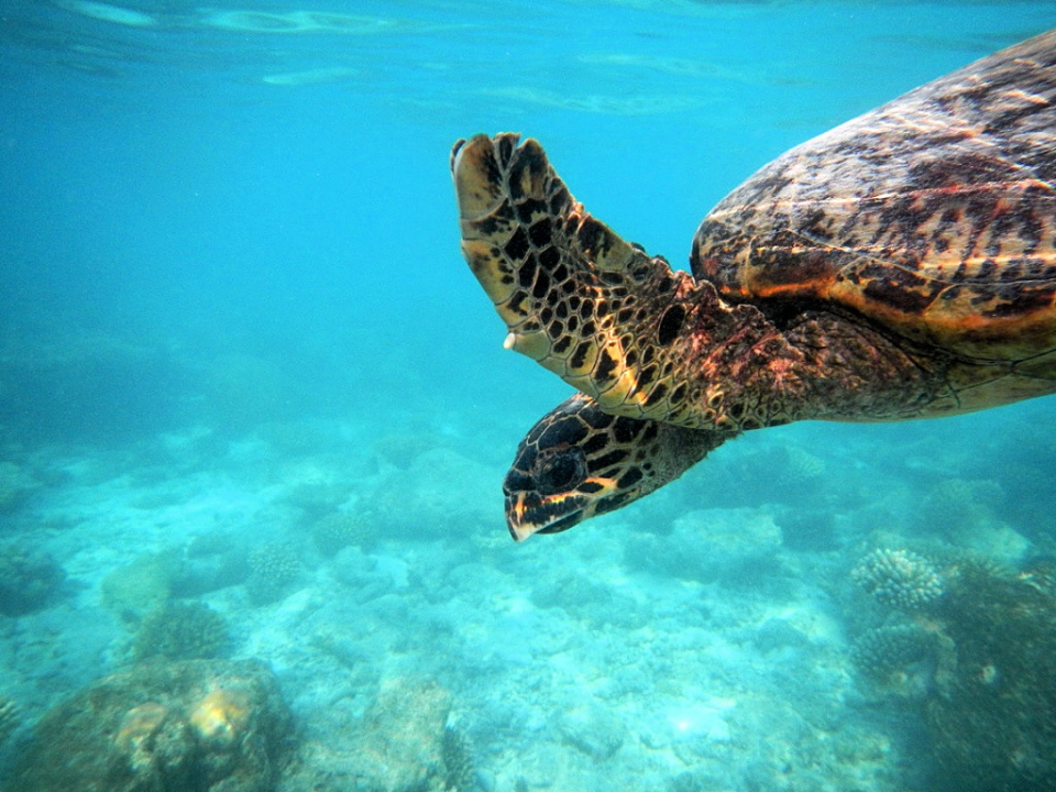 Rannalhi Malediven Meeresschildkröte -Die Meeresschildkröten (Cheloniidae) stellen im engeren Sinne eine Familie innerhalb der Schildkröten dar. Zusammen mit der Familie Dermochelyidae (deren einzige Art die Lederschildkröte ist) bilden sie die Überfamili