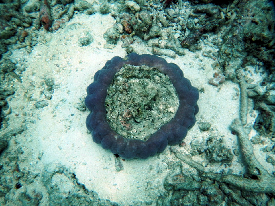 Maldiven Korallen 