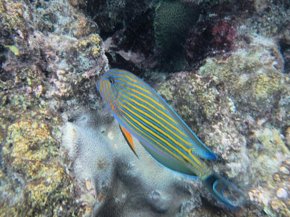 Blaustreifen Doktorfisch - Acanthurus lineatus wird umgangssprachlich oft als Blaustreifen Doktorfisch bezeichnet. Bei der Haltung gibt es einige Dinge unbedingt zu beachten. Es wird ein Aquarium von mindestens 2500 Liter empfohlen. Giftigkeit: Nicht gift
