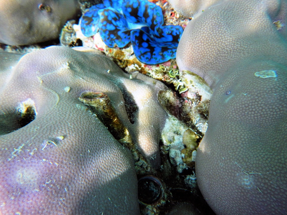 El Niño verlängert längste globale Korallenbleiche: Die globale Erwärmung und El Niño verlängern das längste globale Korallensterben seit Beginn der Aufzeichnungen. Die Forscher, die den Verlust von Korallen durch Krankheiten und Hitzestress aufgrund der 