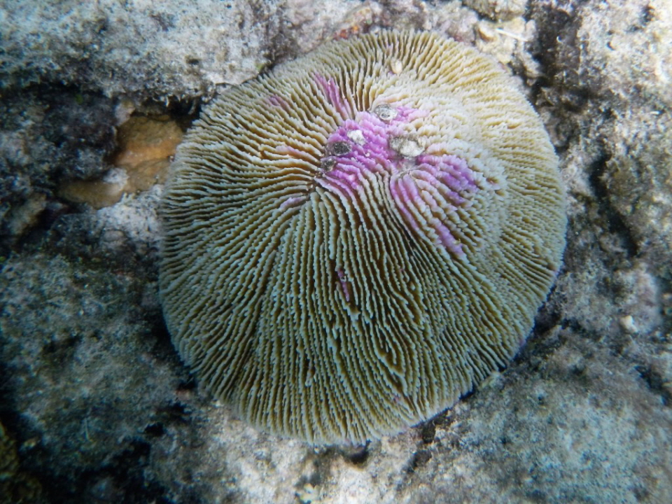 Die Korallenwissenschaftler der NOAA weisen darauf hin, dass die Riffe, die 2015 in der Karibik und auf den Florida Keys gebleicht wurden, gerade erst begonnen haben, sich zu erholen, aber möglicherweise bereits im Juli wieder zu bleichen beginnen. Eakin 