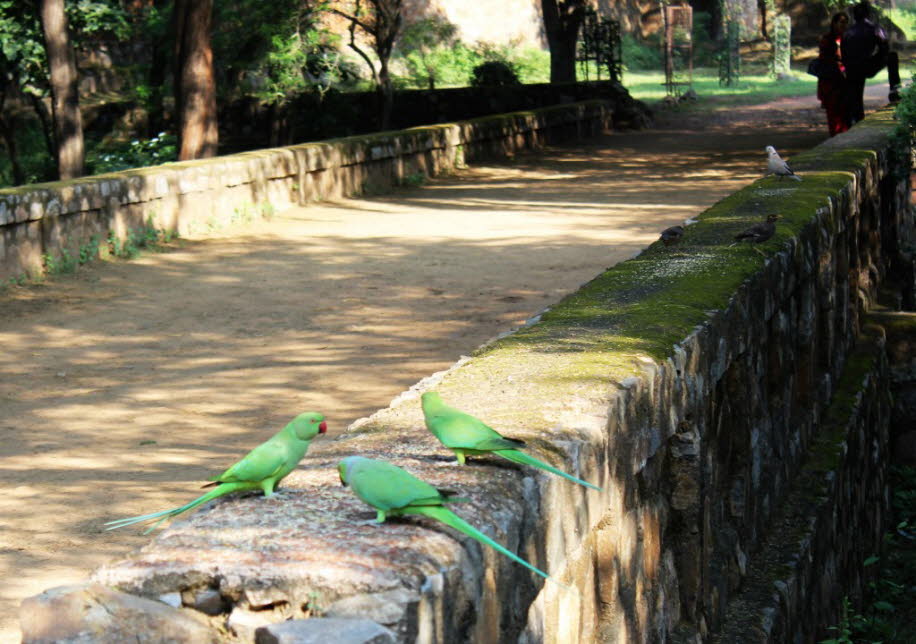 Grüne Papageien