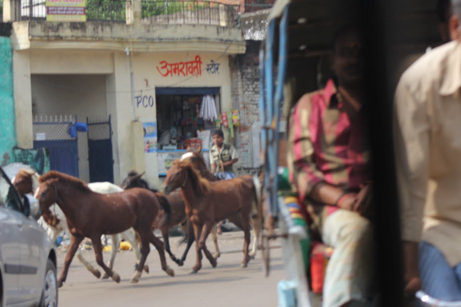 Pferde in der Altstadt von Varanasi