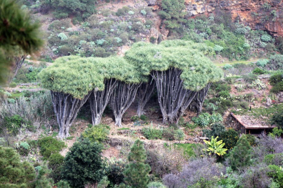 Drachenbäume auf La Palma - Drachenbäume (dracaena, draco, drago) sind ein Agavengewächs und werden bis zu 20 Metern hoch. Das Alter eines Drachenbaums zu bestimmen ist schwierig, da sie keine Jahresringe aufweisen. Sie können mehrere Hundert Jahre alt we