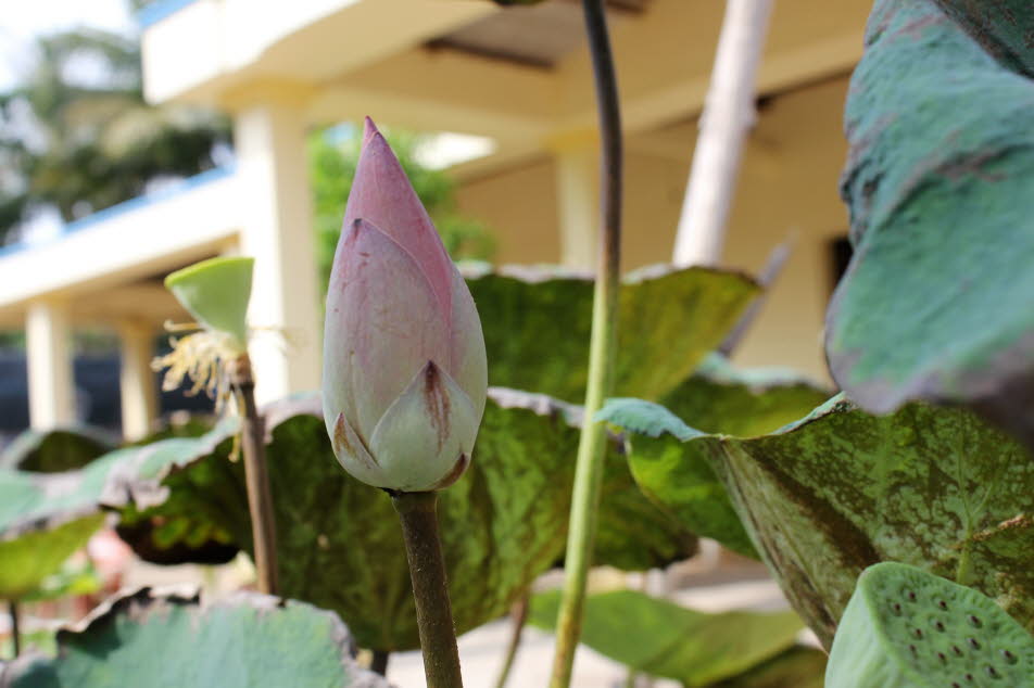 Lotusblüte auf Phu Quoc Vietnam - Die Lotusblume gehört zu den tiefsinnigsten Symbolen der Erde und steht für Vollkommenheit, Liebe und Erleuchtung. Unberührt versinnbildlicht der Lotus die Klarheit des Geistes und die Reinheit des Herzens.