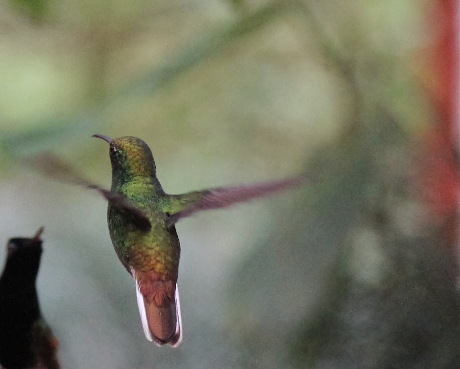 Costa Rica Kolibri - Diese nur in Amerika vorkommende Vogelfamilie der Kolibris (pica flor, engl. hummingbird) zählt zur Ordnung der Seglervögel (Apodiformes) - Kolibris sind also direkt verwandt mit dem bekannten Mauersegler. Von Kanada bis Feuerland - s