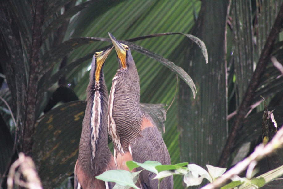 Costa Rica Wasservögel