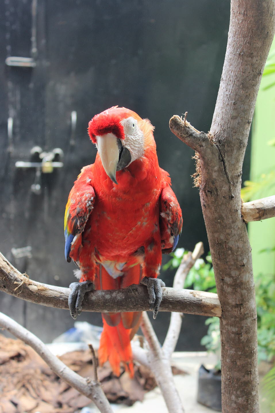 Ara - Papageienvogel