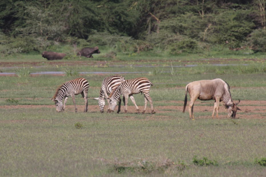 Zebras im Lake Mayara Nationalpark