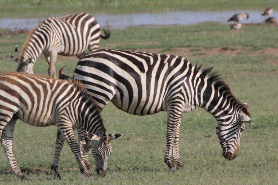 Zebras im Lake Mayara Nationalpark