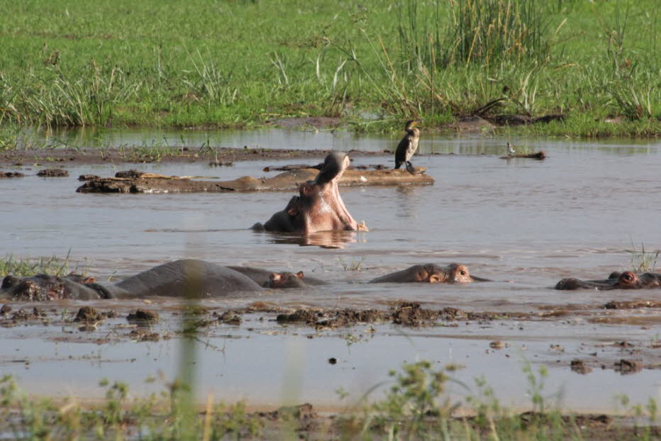 Hippos im Lake Mayara Nationalpark